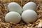 Â Four green araucana chicken eggs in a basket with straw